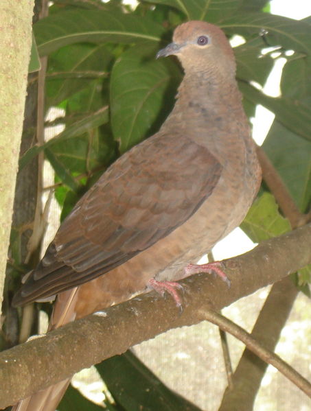Slender-billed Cuckoo-Dove (Macropygia amboinensis) ©WikiC