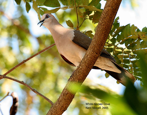 White-tipped Dove (Leptotila verreauxi) by Kent Nickell
