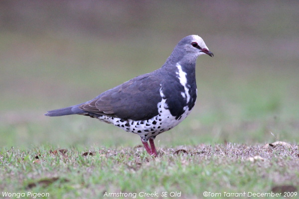 Wonga Pigeon (Leucosarcia melanoleuca) by Tom Tarrant