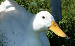 Pete’s Soccer Game ~ by Emma&nbsp;Foster