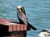 Anhinga Female resting - Lake Morton 6-28-12 by Lee