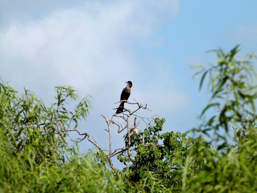 Anhingas in Tree