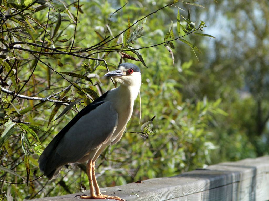Black-Crowned Night Heron at S Lk Howard