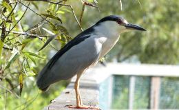 Fishing With Bread&nbsp;II