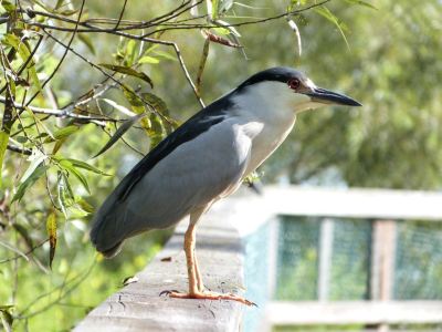 Black-Crowned Night Heron at S Lk Howard