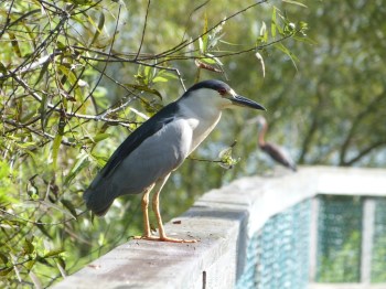 Black-Crowned Night Heron at S Lk Howard