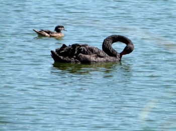 Black Swan and Wood Duck female - Lake Morton 6-28-12 by Lee