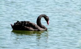 Vol 2 #2 – To A&nbsp;Water-Fowl