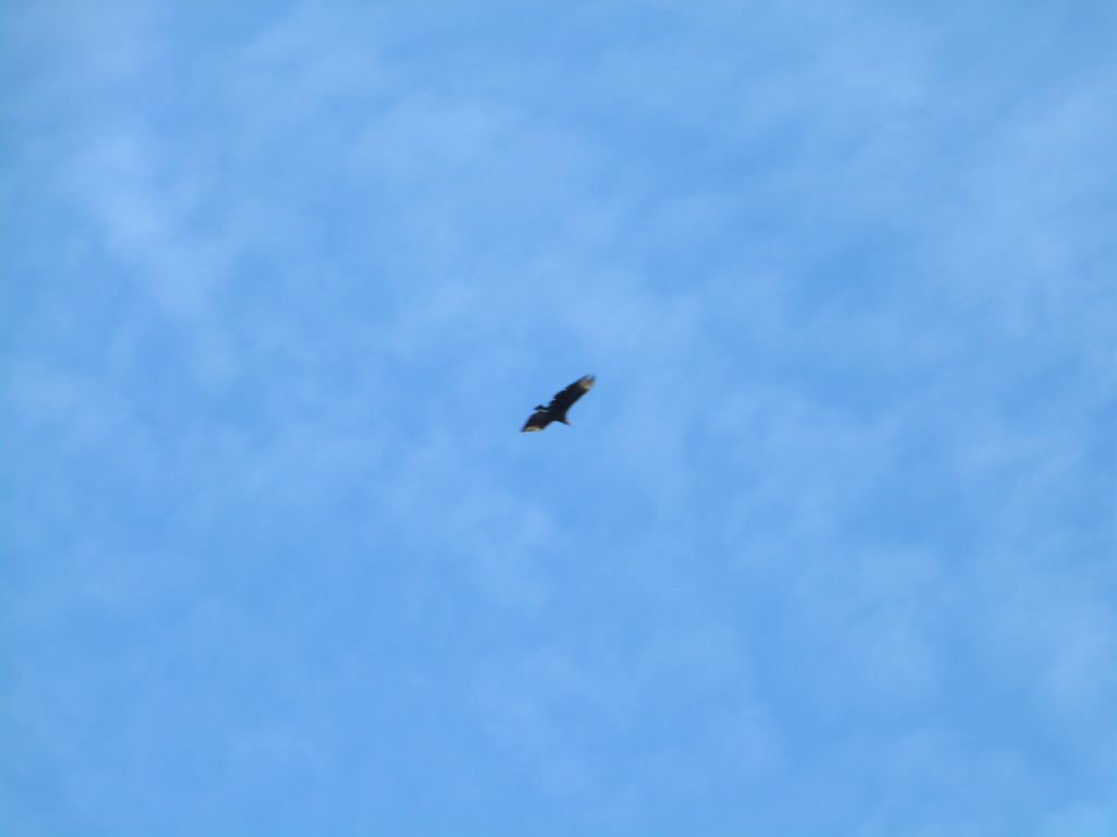 Black Vulture