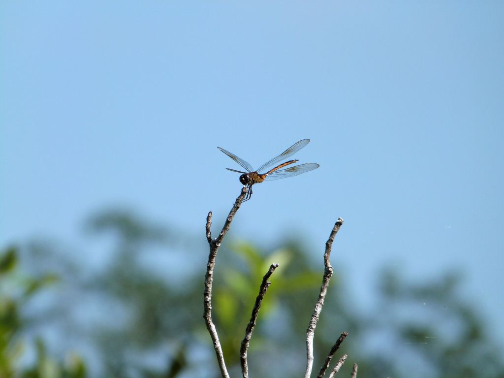 Dragonfly