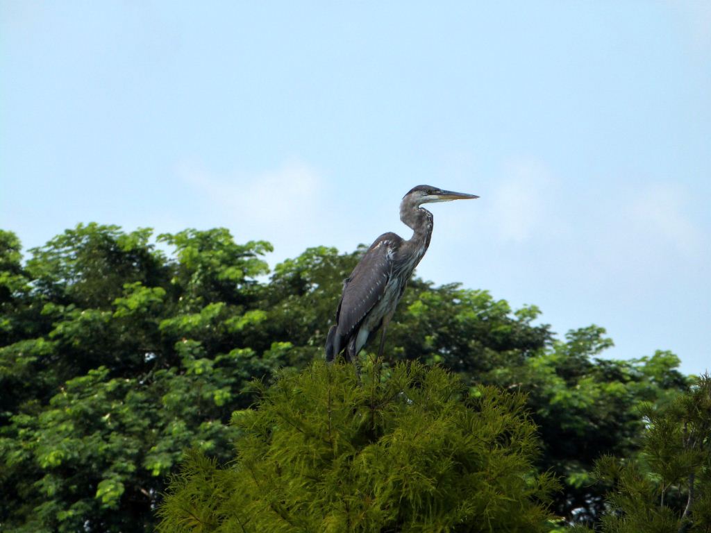 Great Blue Heron