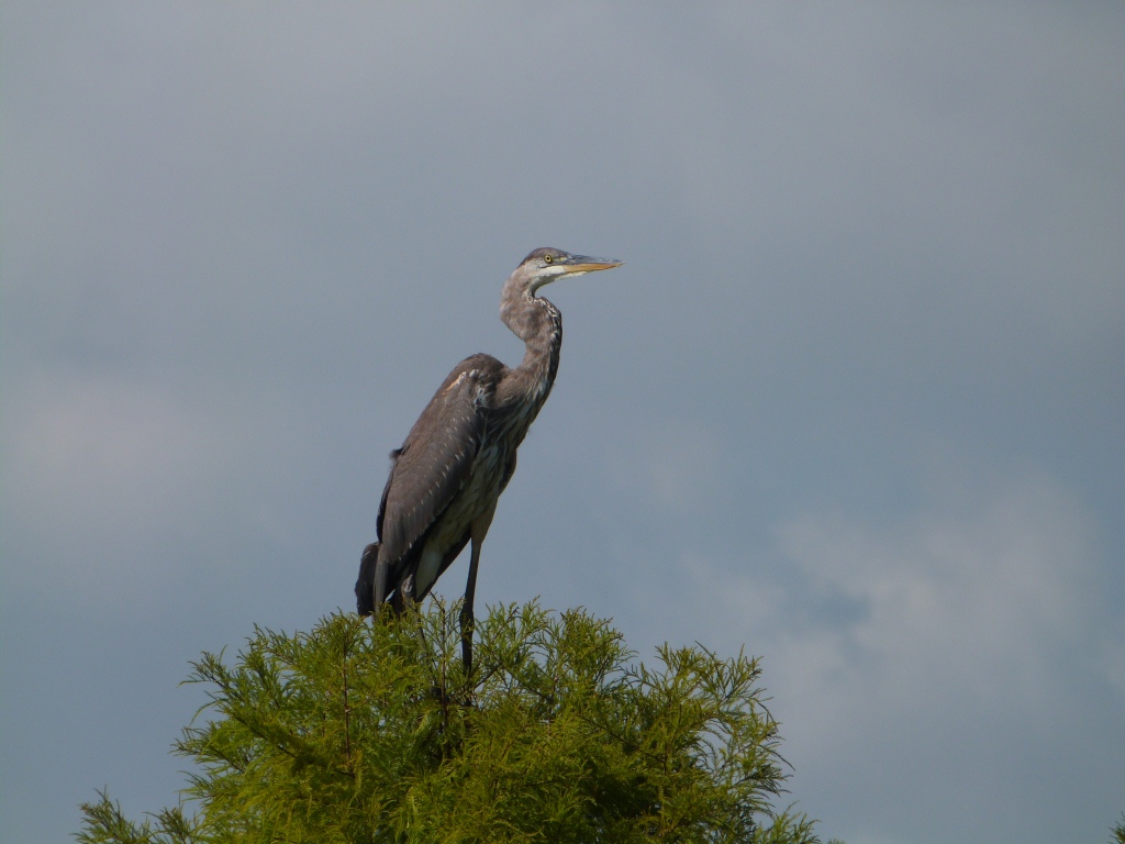 Great Blue Heron