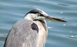 Sunday Inspiration –&nbsp;Herons