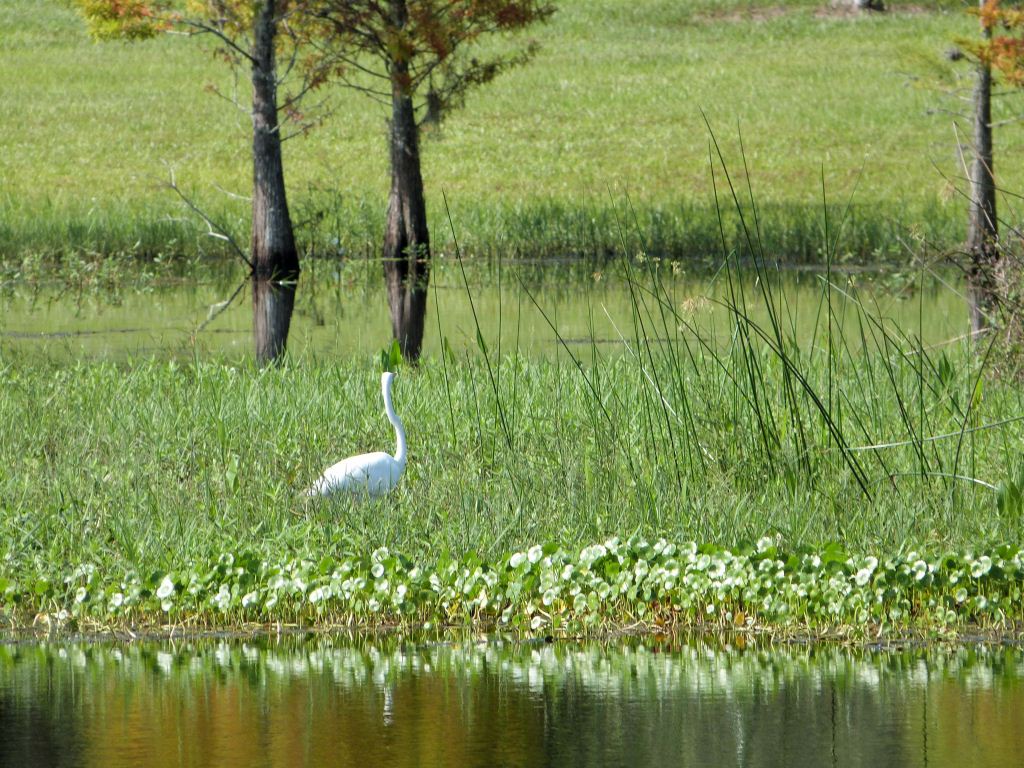 Great Egret