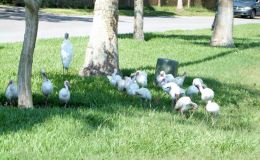 Lake Hollingsworth 1/17/14