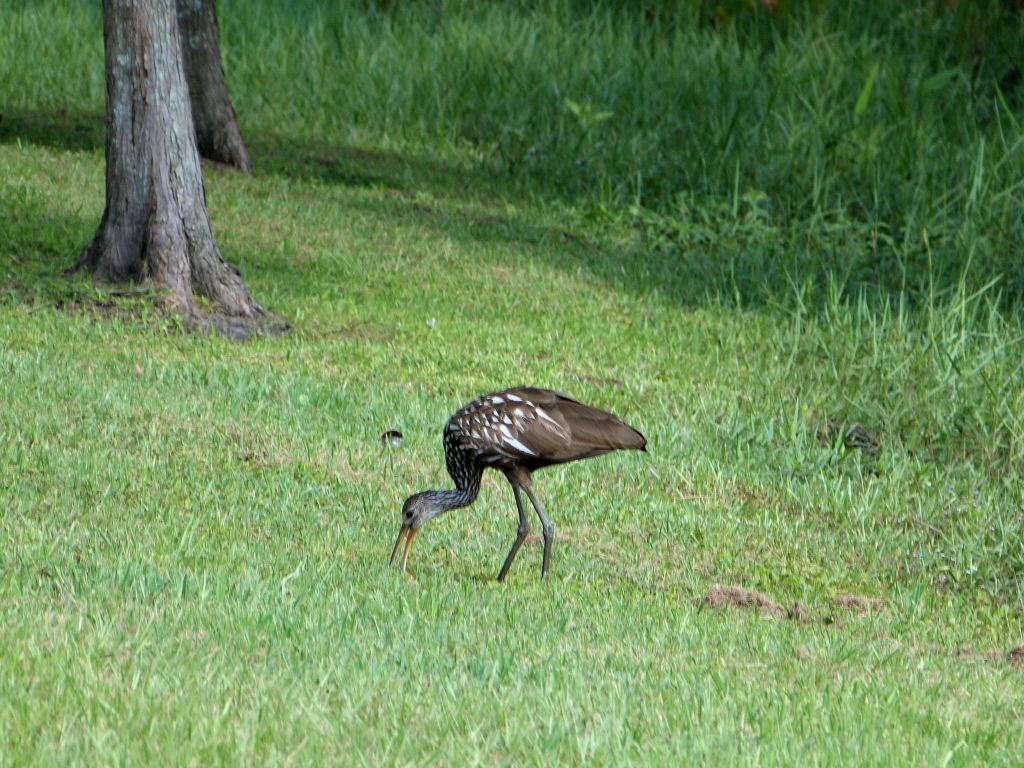 Limpkin with Snail