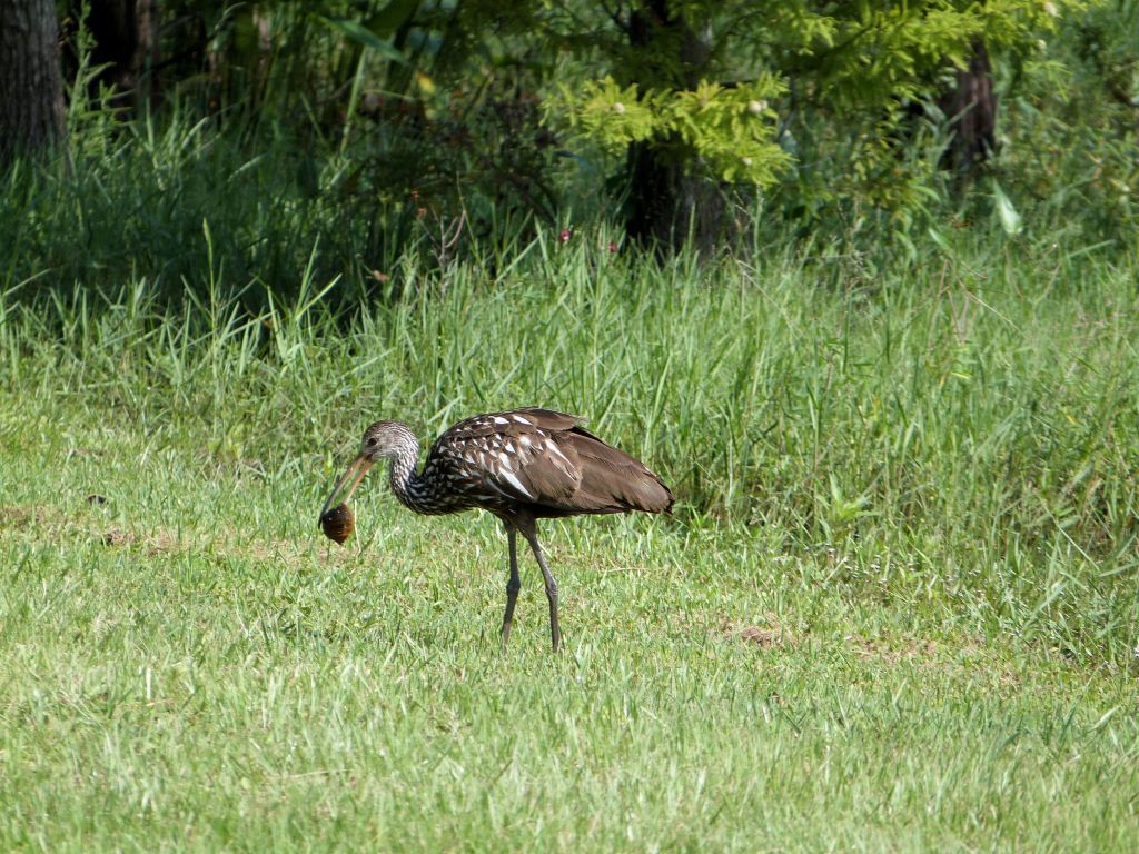 Limpkin with Snail