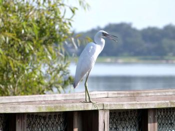 Little Blue Heron immature