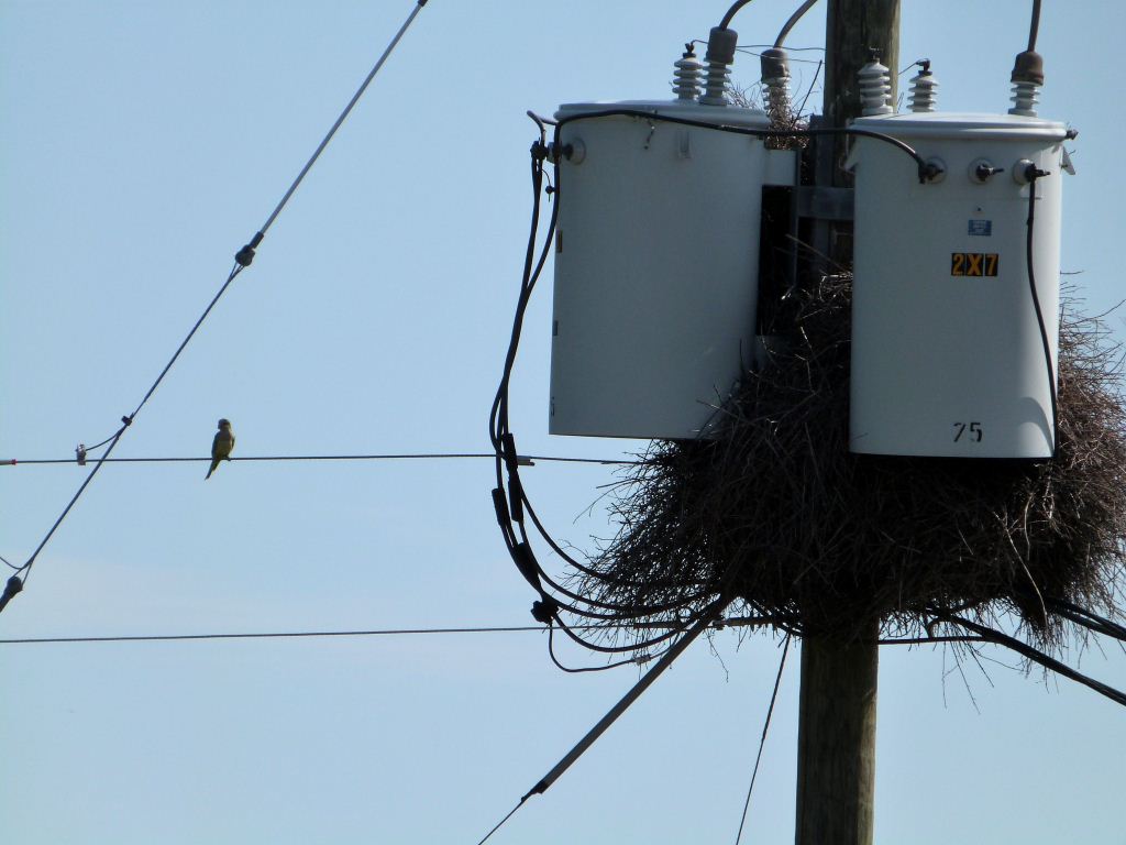 Monk Parakeet and Nest