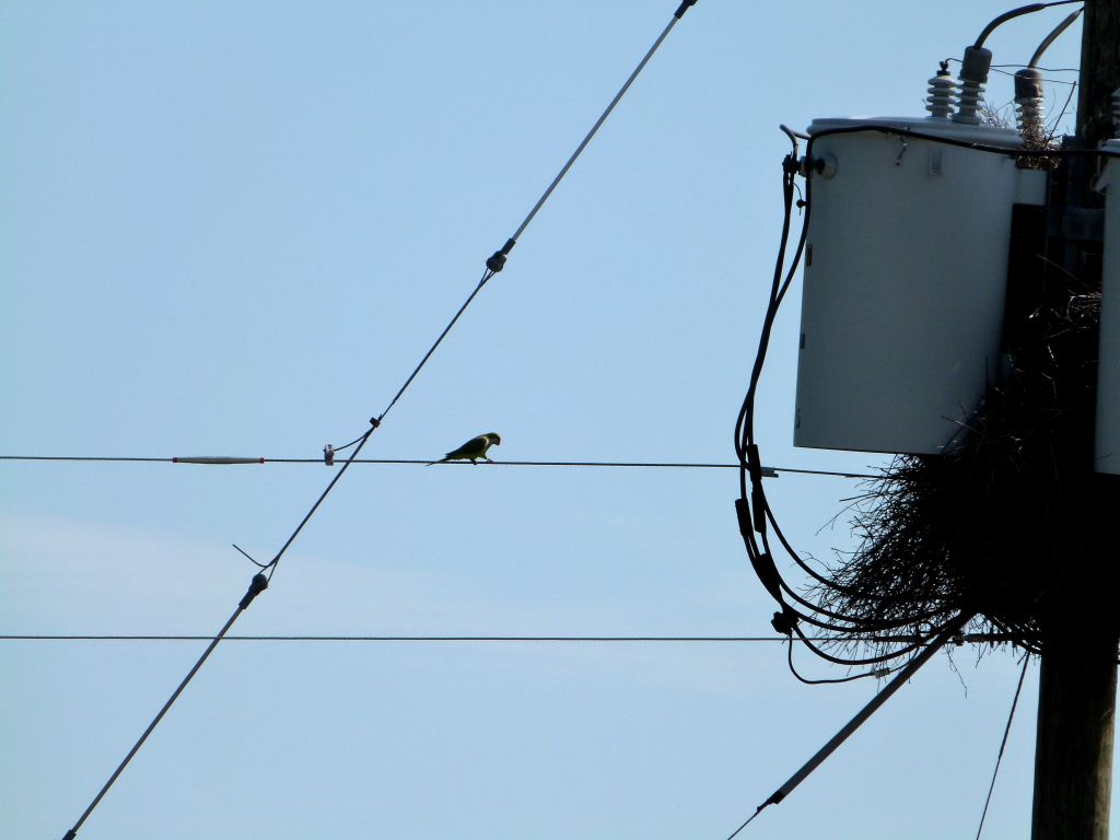 Monk Parakeet and Nest