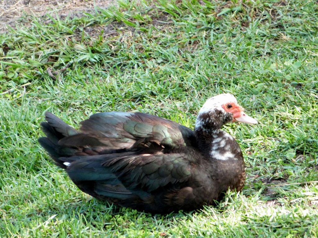 Muscovy Duck