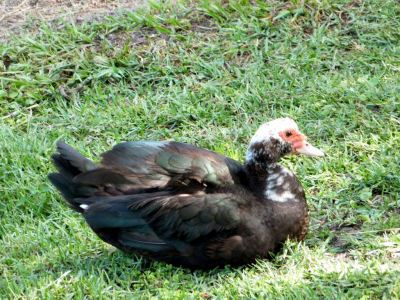 Muscovy Duck