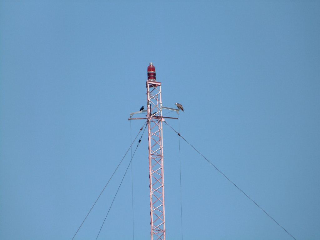 Osprey on Tower