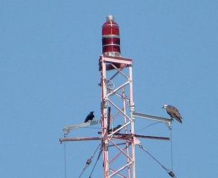 Osprey on Tower cropped