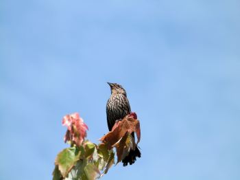 Red-winged Blackbird female