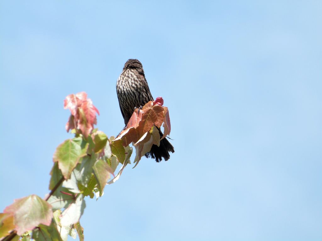 Red-winged Blackbird female