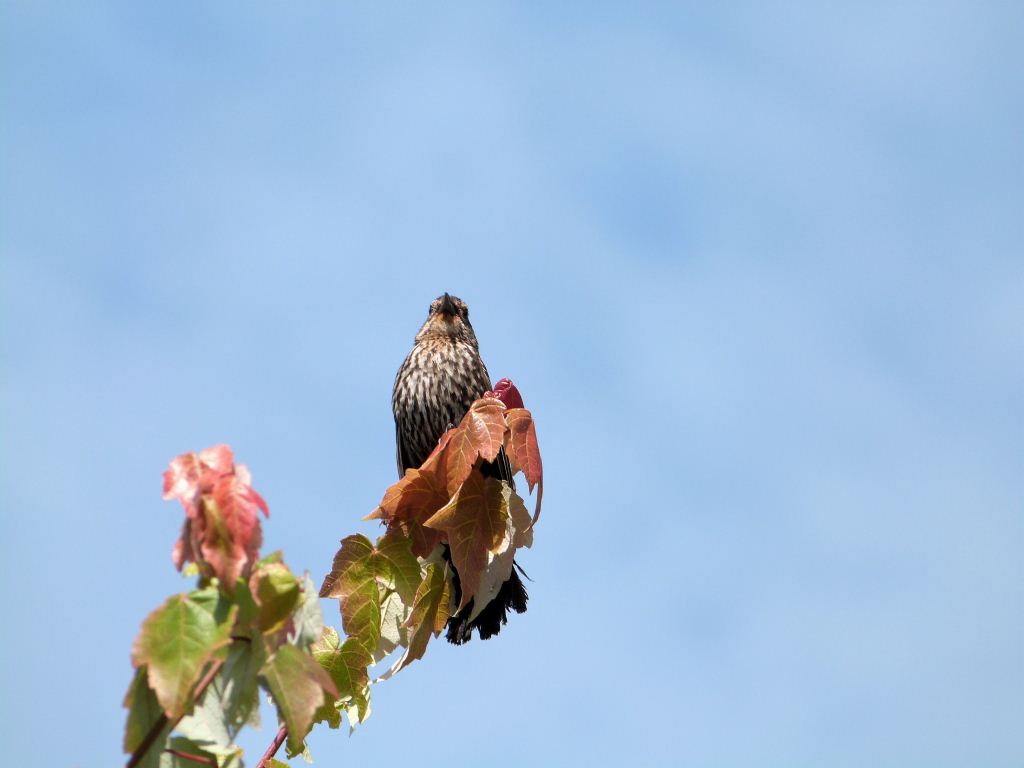 Red-winged Blackbird female