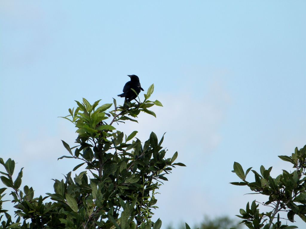 Red-winged Blackbird male