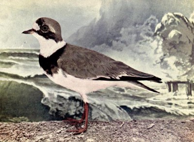 Ring Plover - Birds Illustrated by Color Photography, 1897