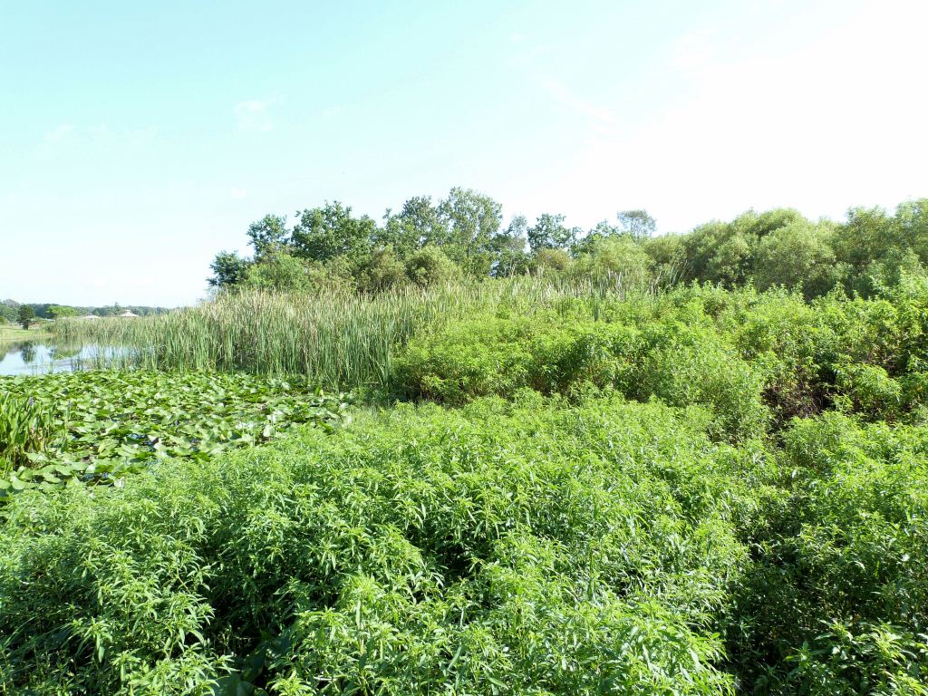 South Lake Howard Lake Side