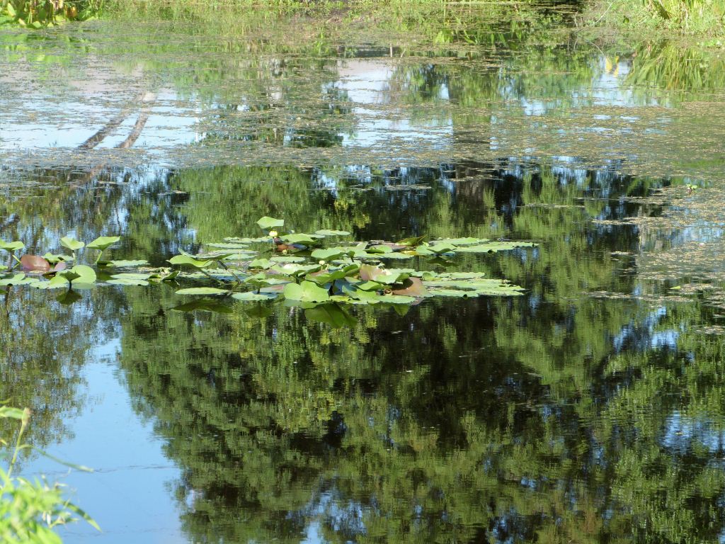 South Lake Howard Lake Side
