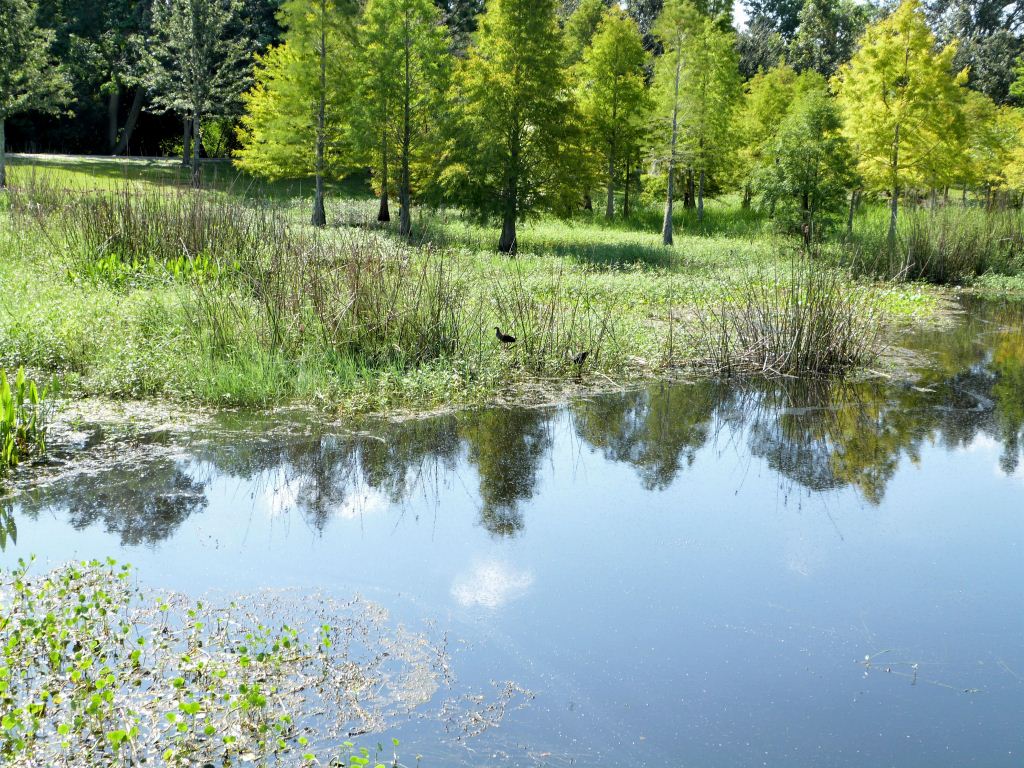 South Lake Howard Nature Park-Pond side