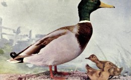 Birds Vol 2 #1 – The Mallard&nbsp;Duck