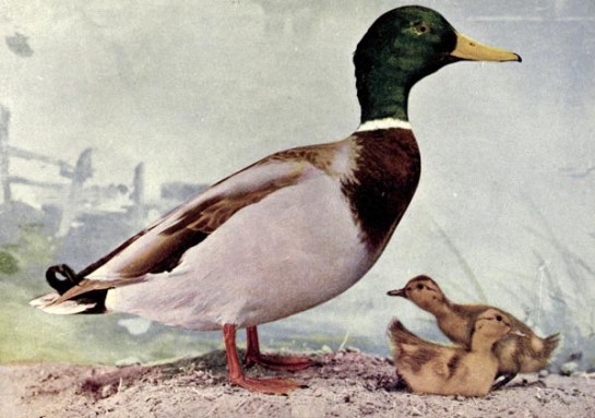 THE MALLARD DUCK