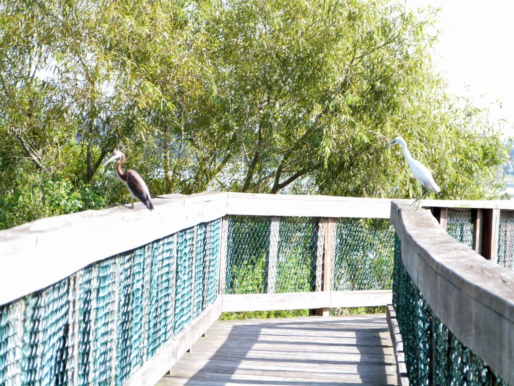 Tricolored Heron and Little Blue Heron Juveniles