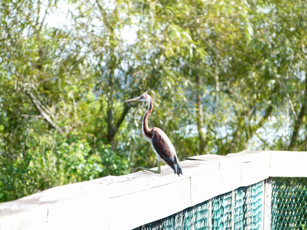Tricolored Heron Juvenile