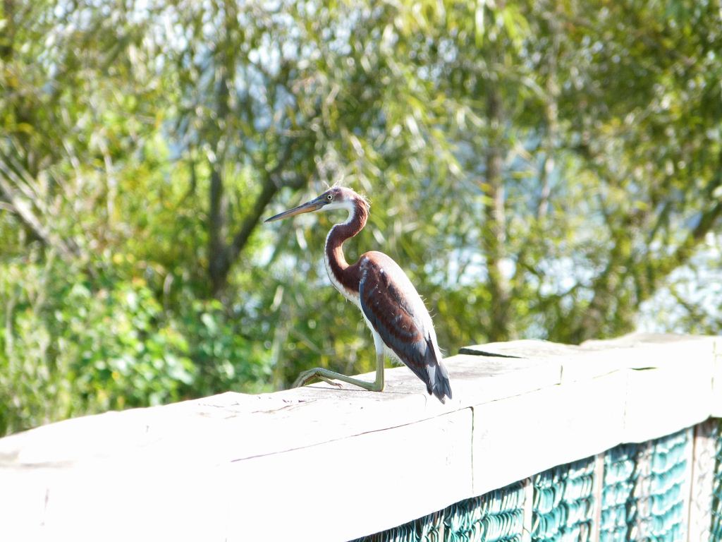 Tricolored Heron Juvenile