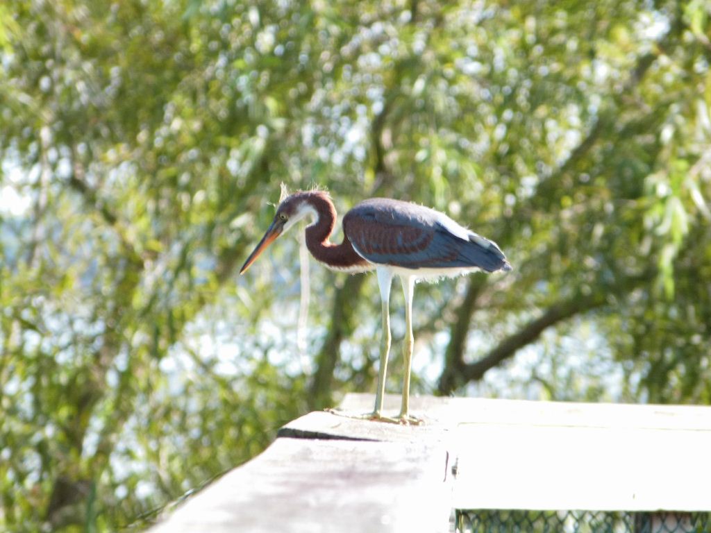 Tricolored Heron Juvenile