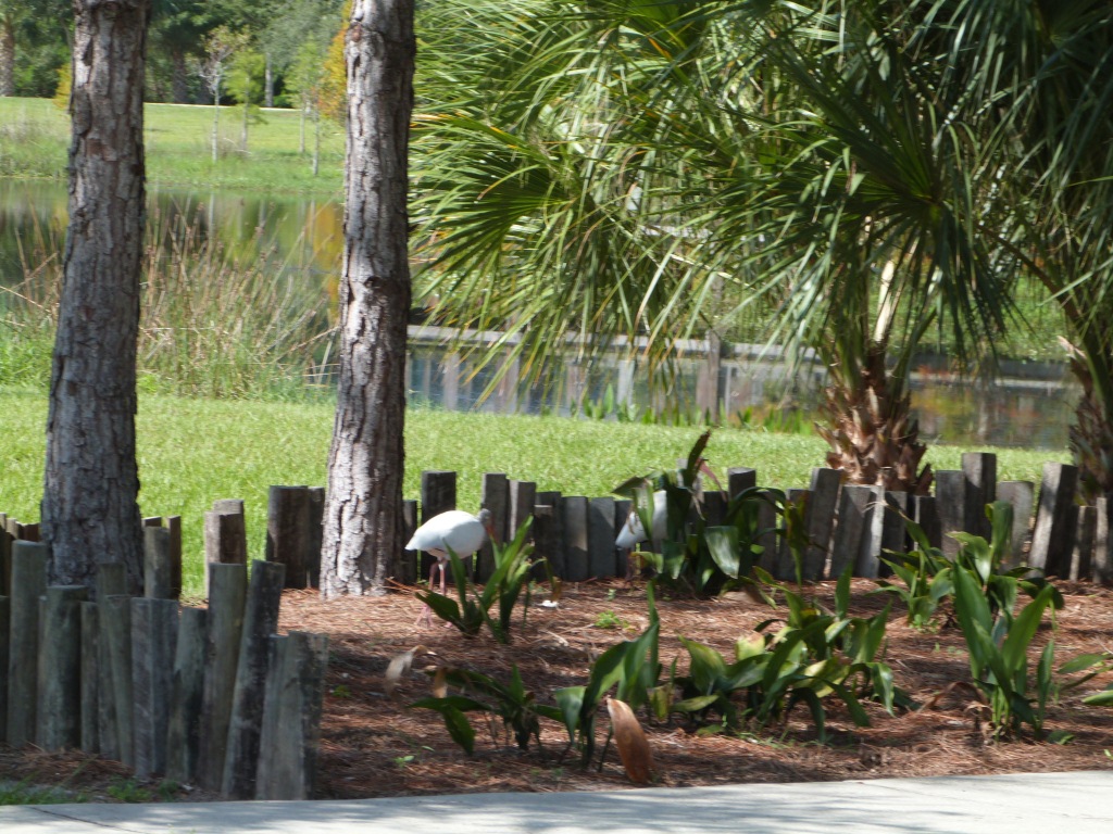 White Ibis