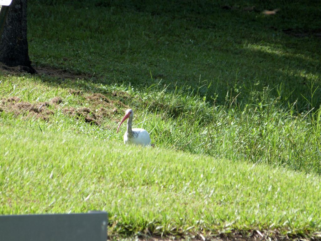 White Ibis immature