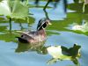 Wood Duck - Lake Morton by Lee