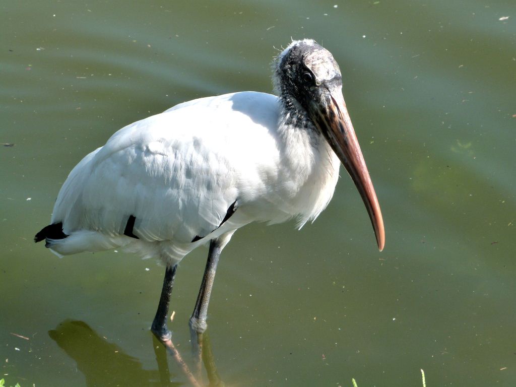 Wood Stork - Lake Morton 6-28-12 by Lee (105)