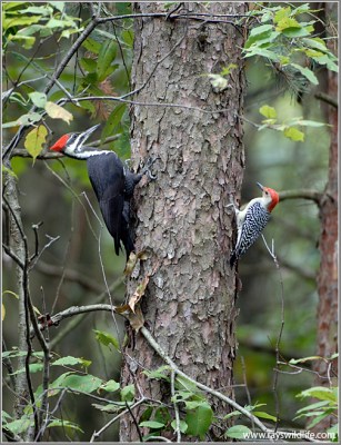 Pileated and Red-bellied Woodpecker on same tree by Ray