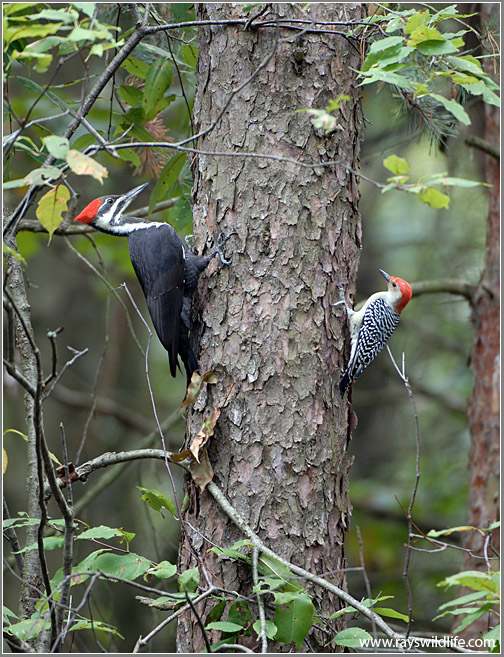 Pileated and Red-bellied Woodpecker on same tree by Ray