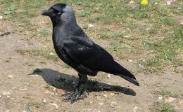 A Diet of Jackdaws and&nbsp;Ravens