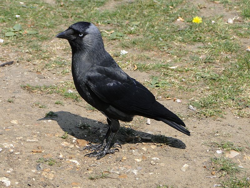 Western Jackdaw (Coloeus monedula) ©WikiC